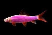 picture of Glofish® Galactic Purple® Shark Reg                                                                  Epalzeorhynchus frenatus 'Albino'